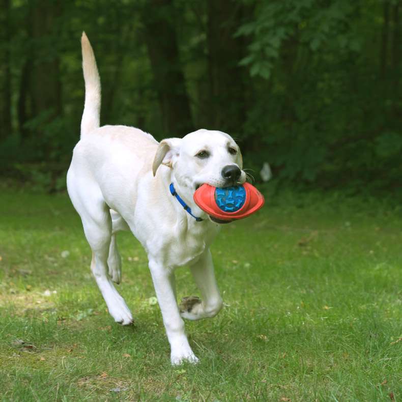 外で遊ぶ時におすすめの犬のおもちゃ5選！