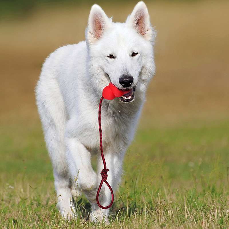 犬 おもちゃ ロープ | 噛みごたえ抜群の多段ボール