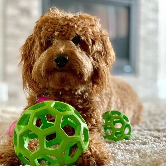 犬のおもちゃ 犬のおもちゃ 六角網目ボール