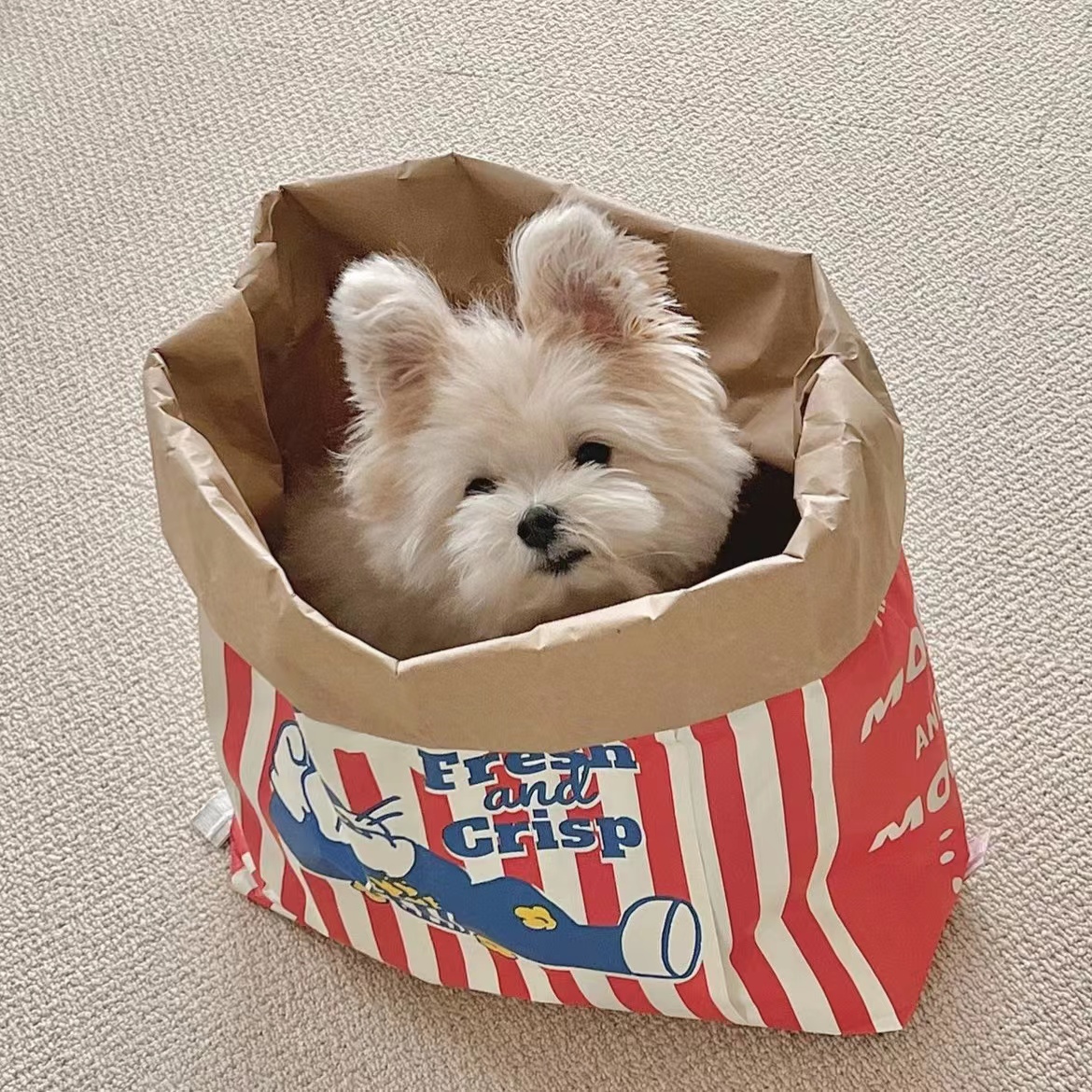 犬のおもちゃ エラー