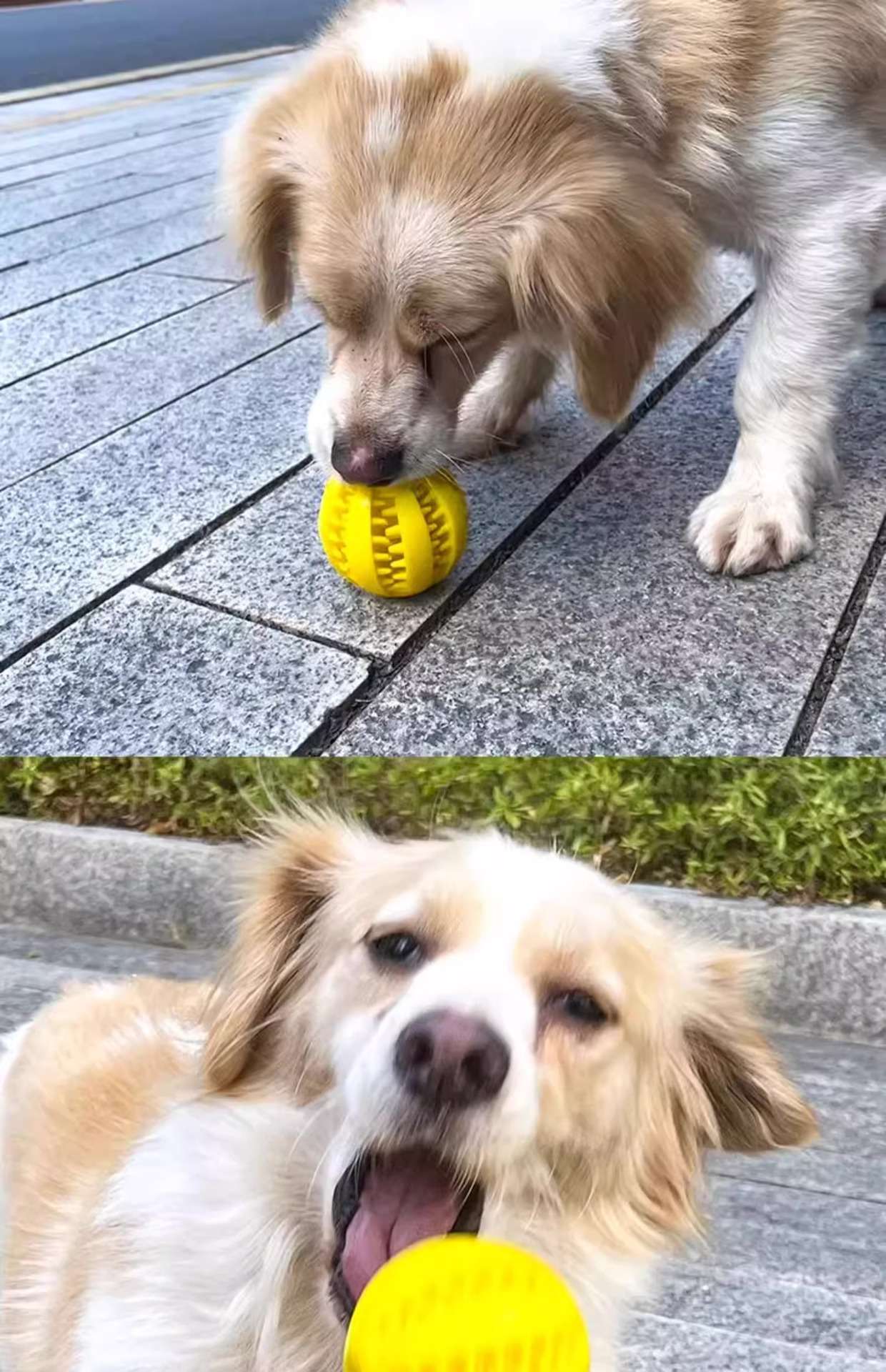 犬のおもちゃ  わんちゃんの歯磨きボール