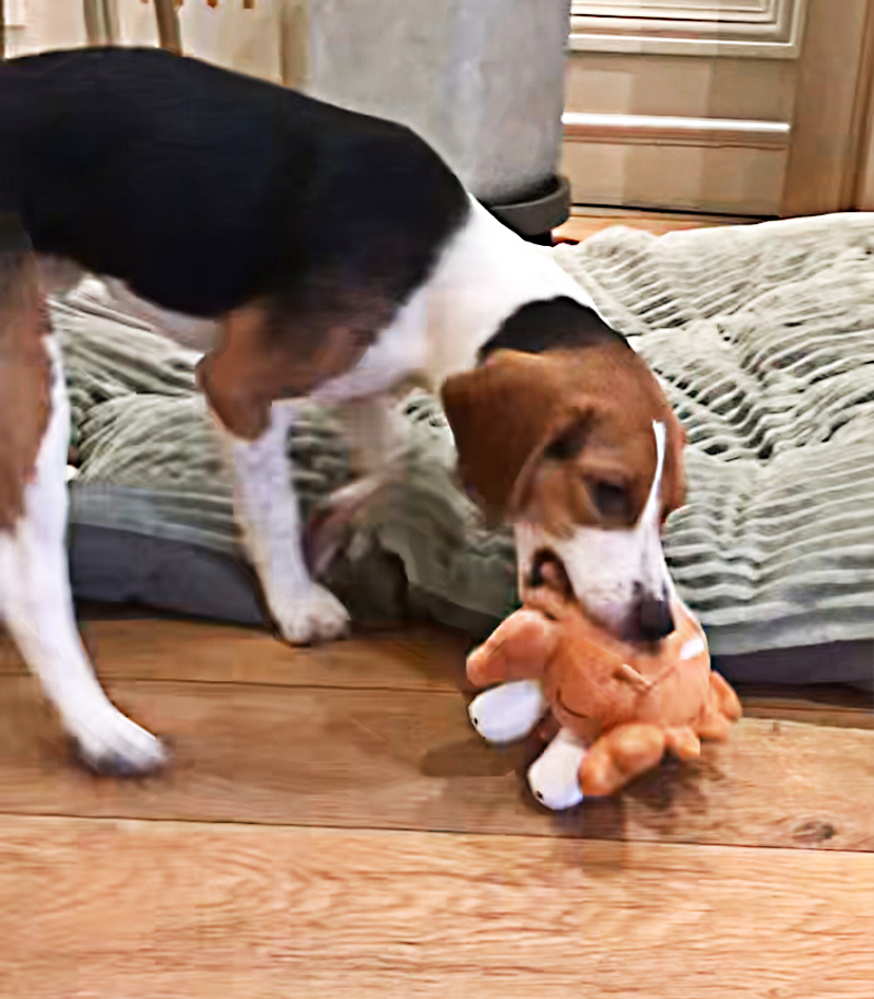 犬のおもちゃ ポヨポヨ海の仲間たち