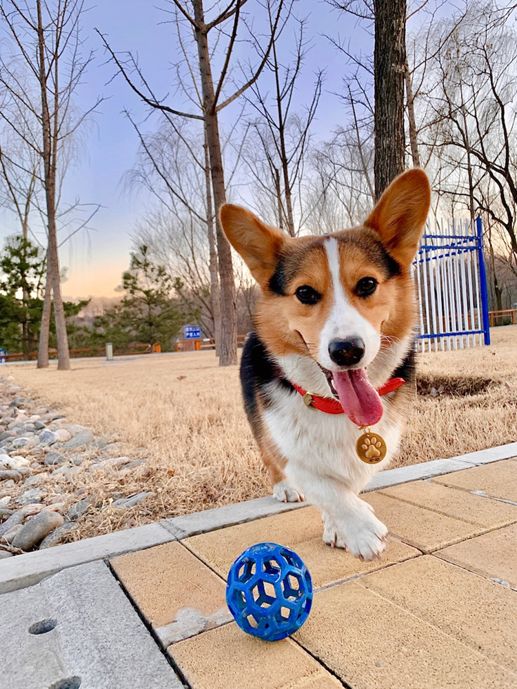 犬のおもちゃ 犬のおもちゃ 六角網目ボール