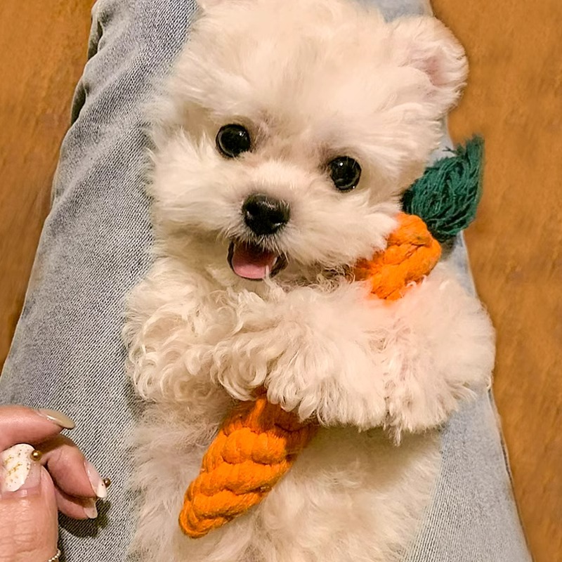 犬のおもちゃ にんじん型ロープ編み歯磨きトイ