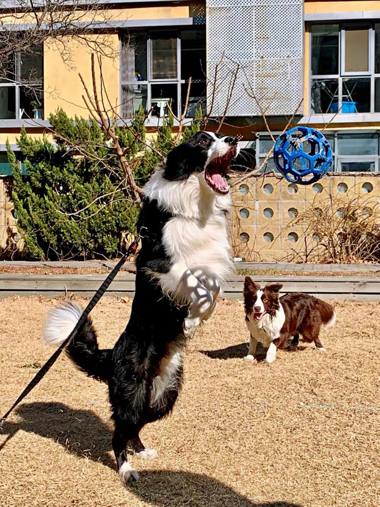 犬のおもちゃ 犬のおもちゃ 六角網目ボール