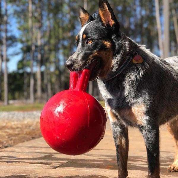 犬のおもちゃ  大型犬用 タフグリップ ジョリーボール