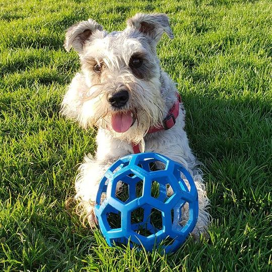 犬のおもちゃ 犬のおもちゃ 六角網目ボール
