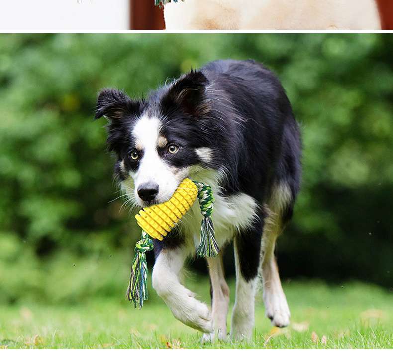 犬のおもちゃ  わんちゃんの歯磨きコーントイ