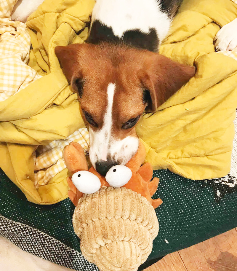 犬のおもちゃ ポヨポヨ海の仲間たち