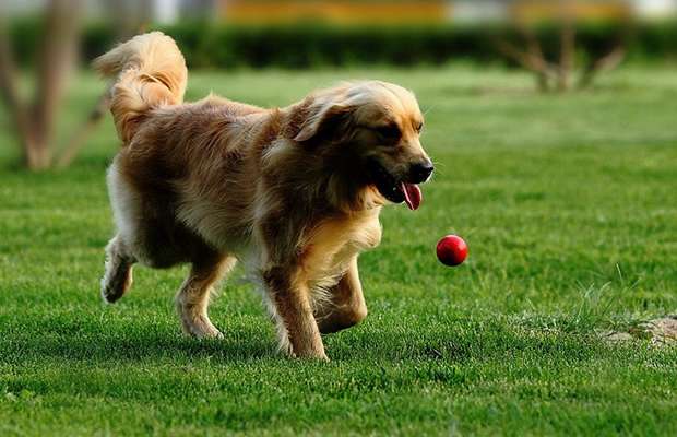 犬 おもちゃ ボール | もちもち弾力ボール