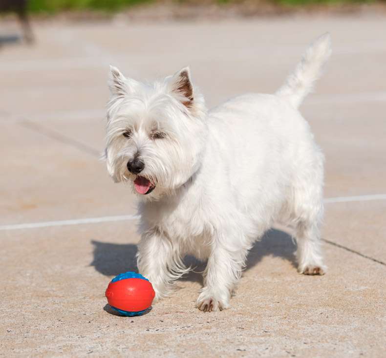 犬のおもちゃ  噛みごたえ抜群！飛びつき倒せボール