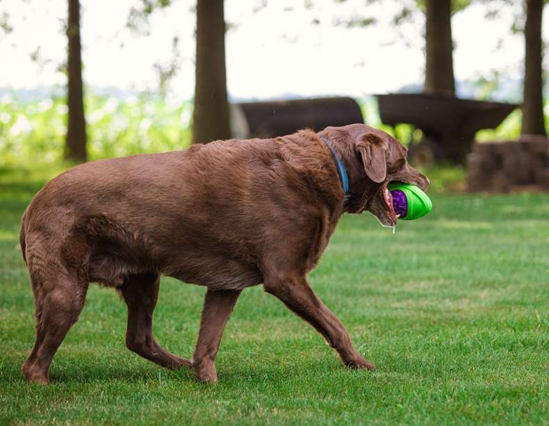 犬のおもちゃ  噛みごたえ抜群！飛びつき倒せボール