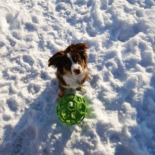 犬のおもちゃ 犬のおもちゃ 六角網目ボール