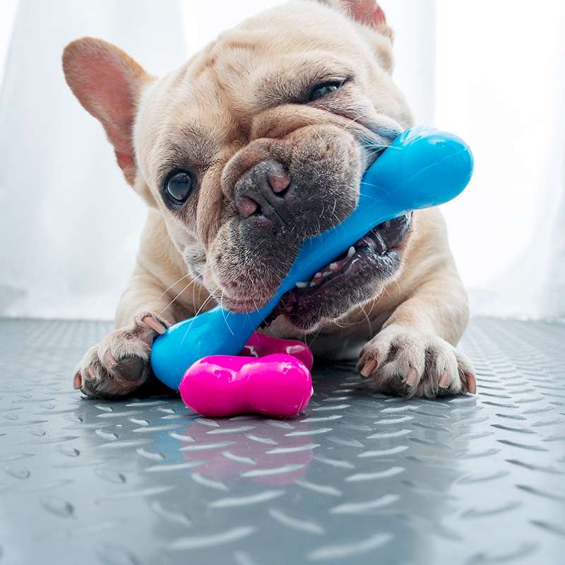 犬のおもちゃ わんわんデンタルボーン