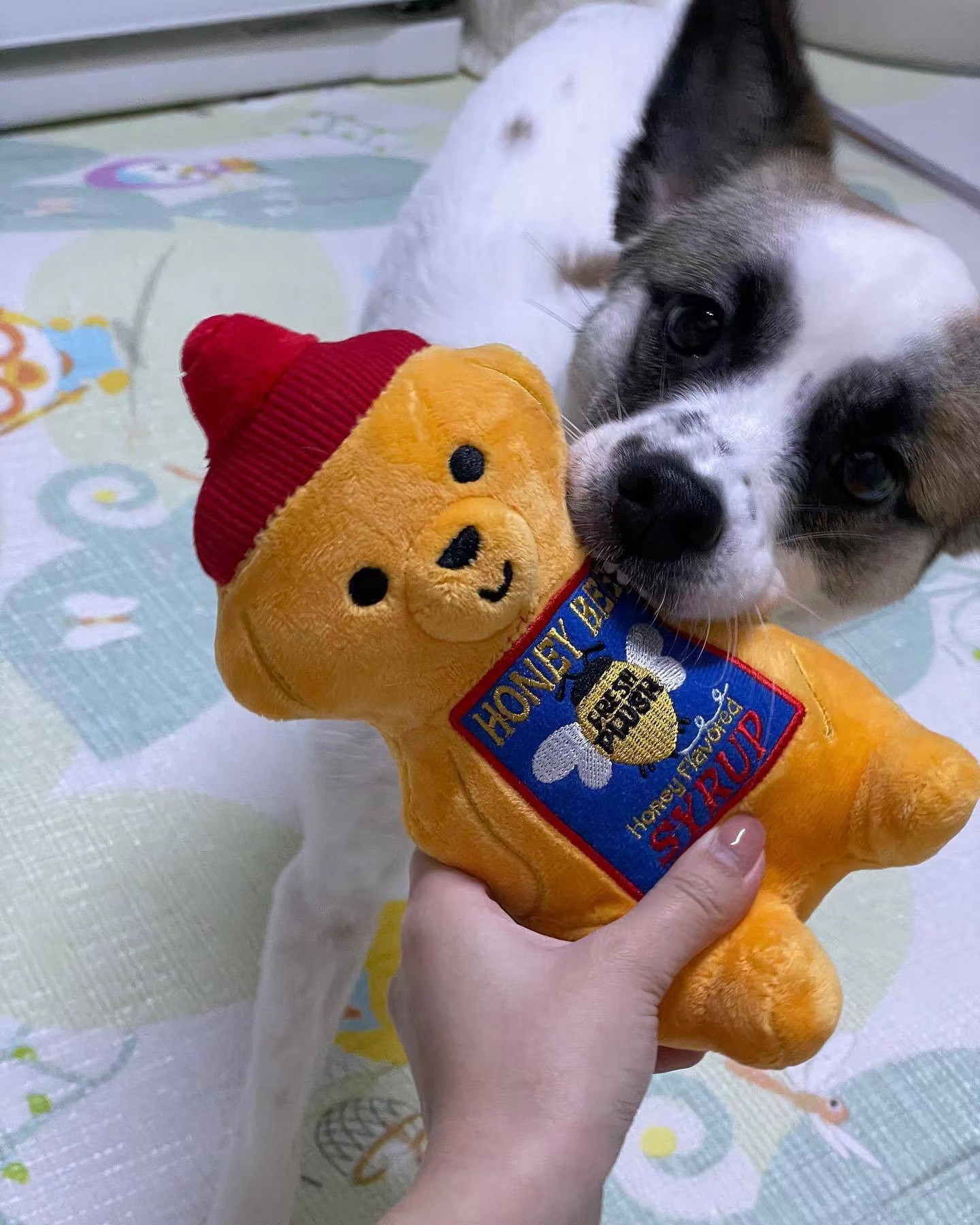 犬のおもちゃ くまさんもぐもぐおもちゃ