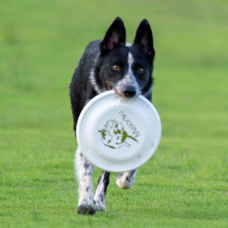 犬 おもちゃ | わんちゃんのフリスビー知育トイ