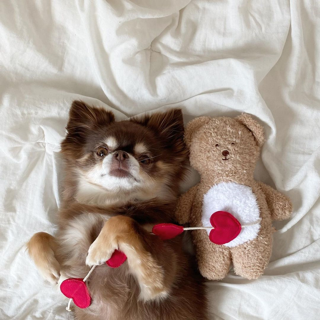 犬のおもちゃ ハートくまちゃんぬいぐるみ