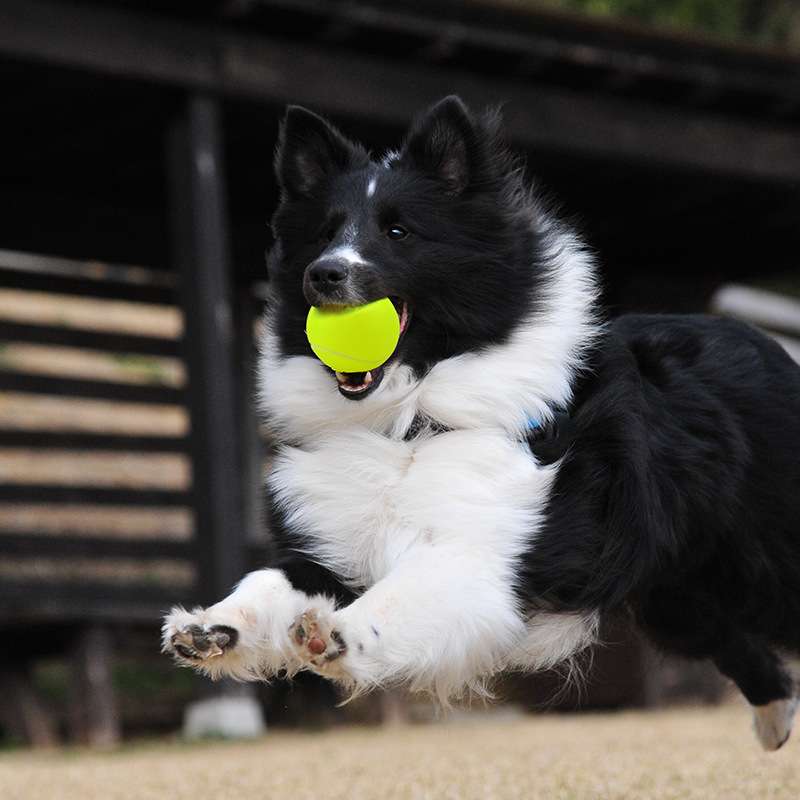 犬 おもちゃ ボール | 愛犬のジャンピングテニスボール