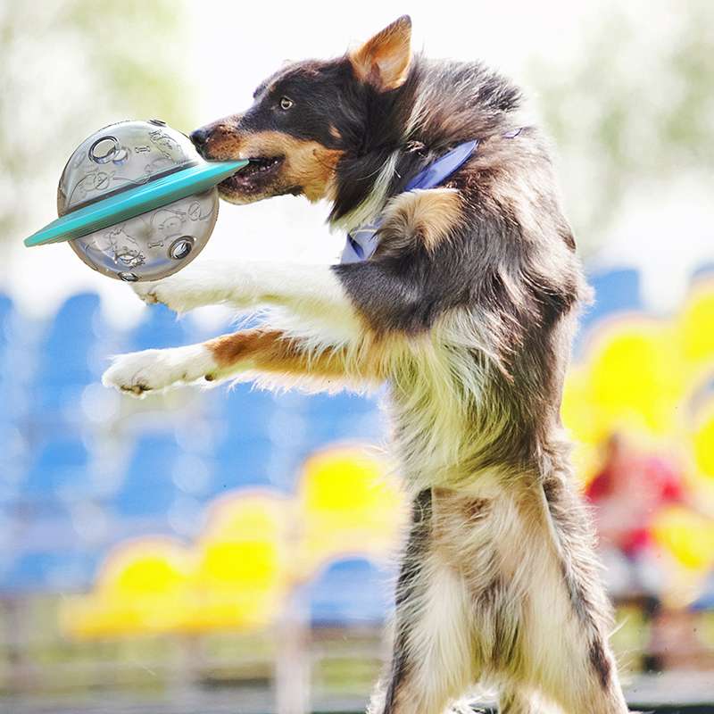 犬のおもちゃ  転がる餌入れパズル玩具