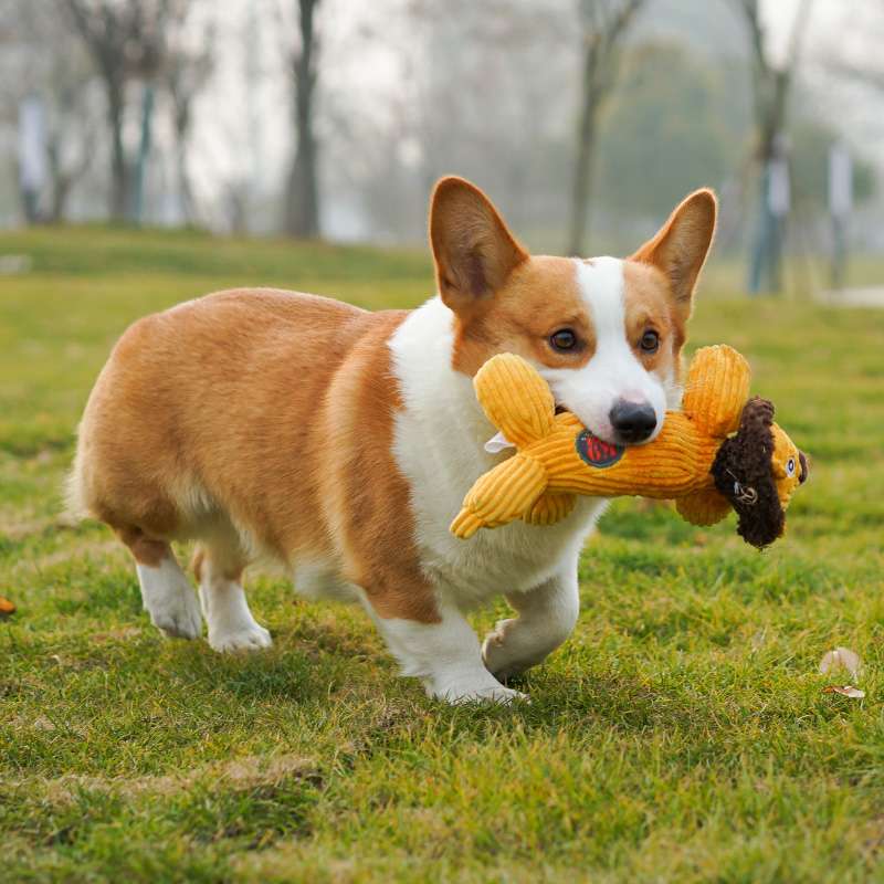 犬のおもちゃ  ジャングルフレンズ ペット玩具セット