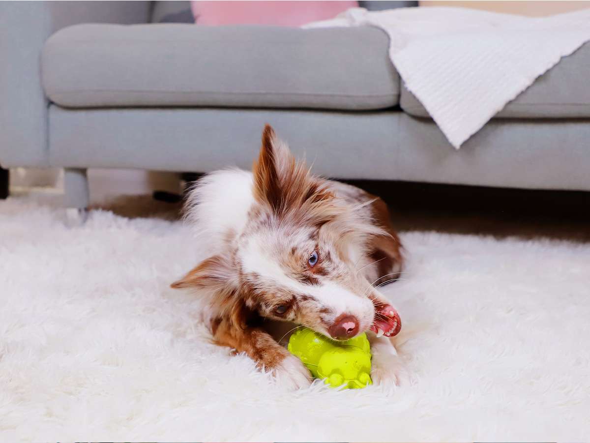 犬のおもちゃ  わんちゃんの知恵袋 おやつ自動提供機