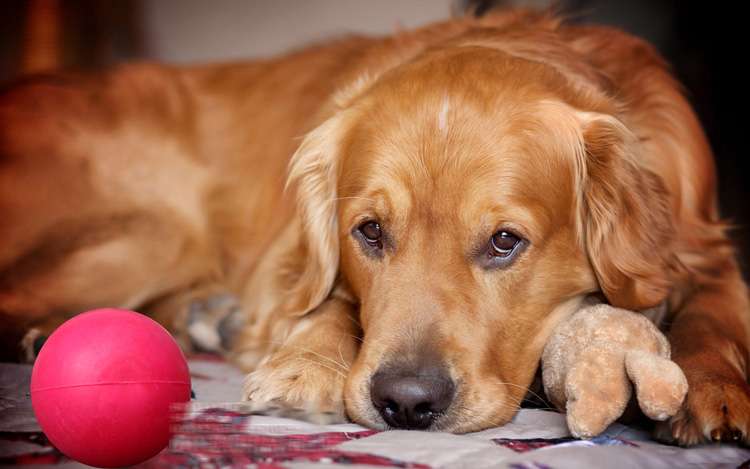 犬 おもちゃ ボール | もちもち弾力ボール