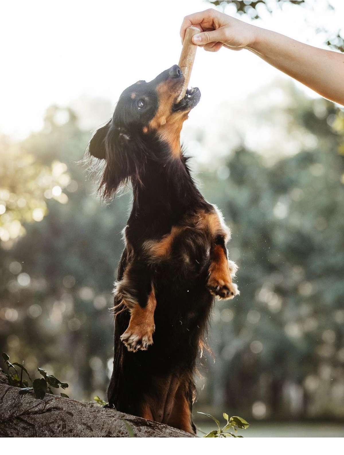 犬のおもちゃ  天然素材の愛犬用噛みごたえボーン