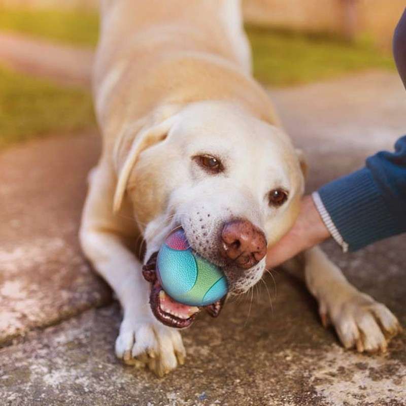 犬 おもちゃ ボール | もちもちトリコロールボール