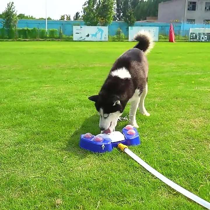 犬 おもちゃ 知育 | わんちゃん知育パズルボール