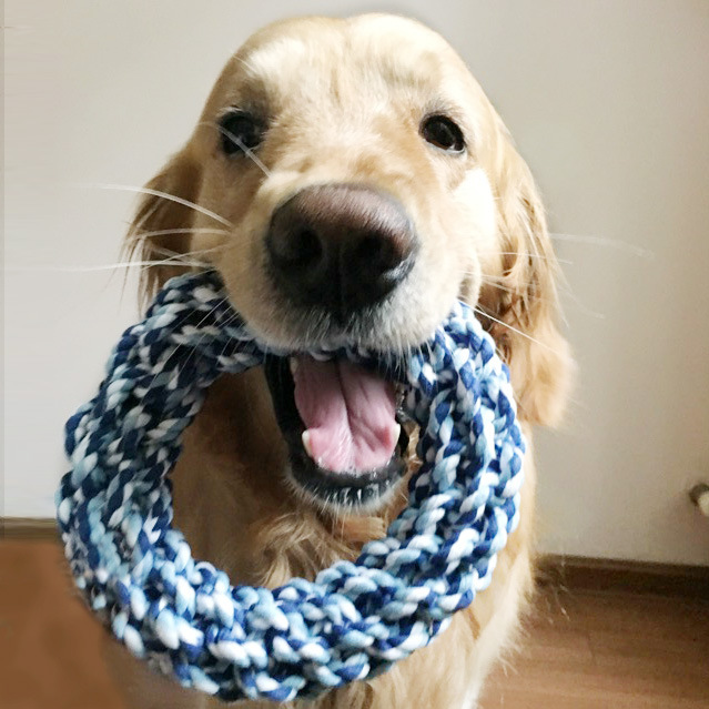 https://fulmo-img-server.com/inu-happy/eb9b063e-676f-4339-a9f1-3f9810aaae42.jpg