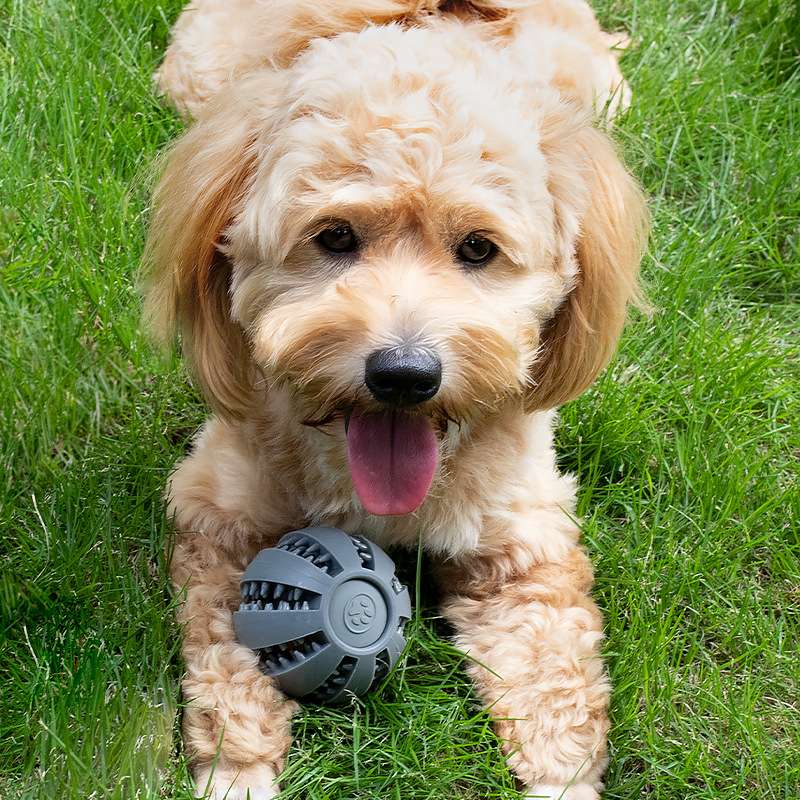 犬のおもちゃ  愛犬のデンタルボール