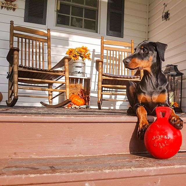 犬のおもちゃ  大型犬用 タフグリップ ジョリーボール