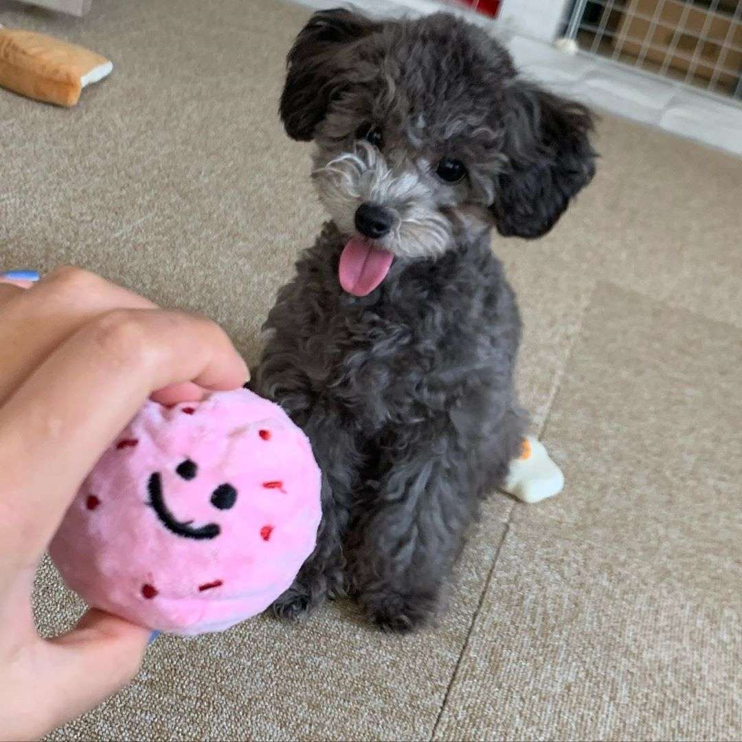 犬 おもちゃ ぬいぐるみ | アイスクリームセット