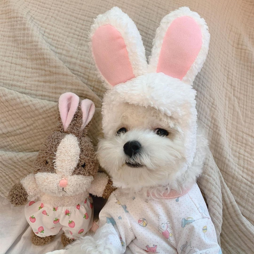 犬のおもちゃ 