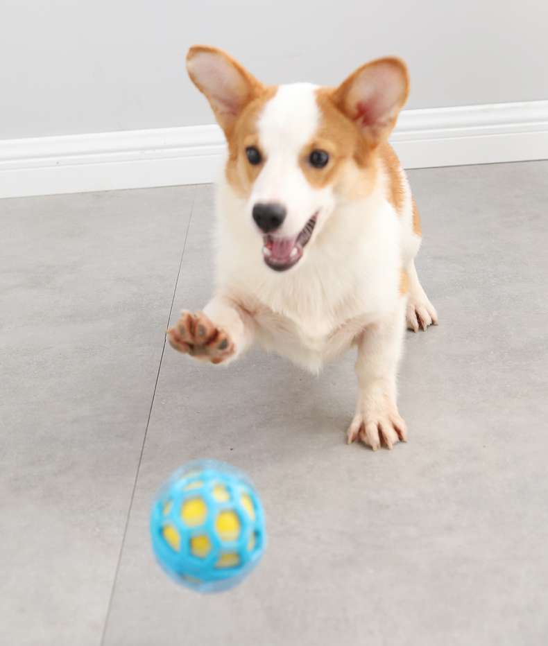 犬のおもちゃ  わんちゃん大喜び！噛み心地抜群ゴムボール