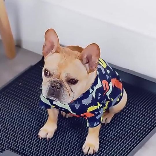 犬トイレ 格子状メッシュ構造水切りトレー式犬トイレ