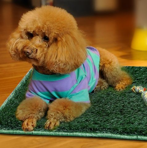 犬トイレ 天然芝生風仕上げ犬用トイレトレーニングマット