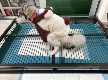 犬トイレ 大型犬専用格子式両面トイレトレー