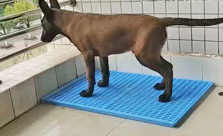 犬トイレ 大型犬対応メッシュ式犬トイレトレー