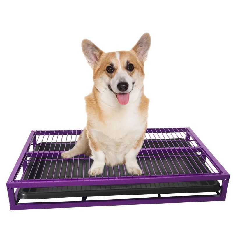 コーギーにおすすめのトイレ5選！中型犬向けサイズでお手入れもしやすい