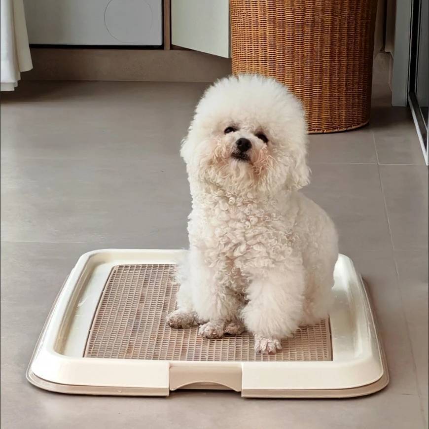 網目のメッシュ付き犬用トイレトレー16選！お手入れ簡単で清潔を保ちやすい