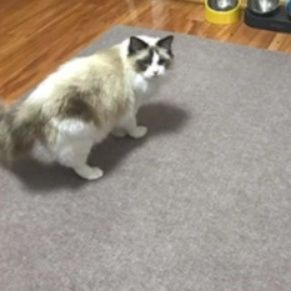 オーダーメイド対応！洗える北欧風キッチンマット 防音クッション性で疲れにくい