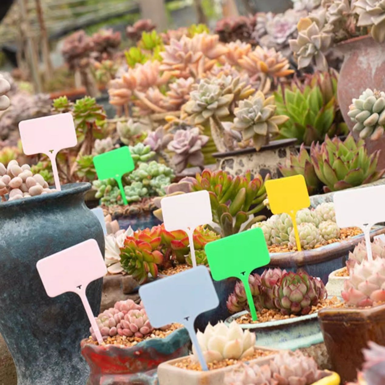 ガーデニング 多肉植物用ネームピック