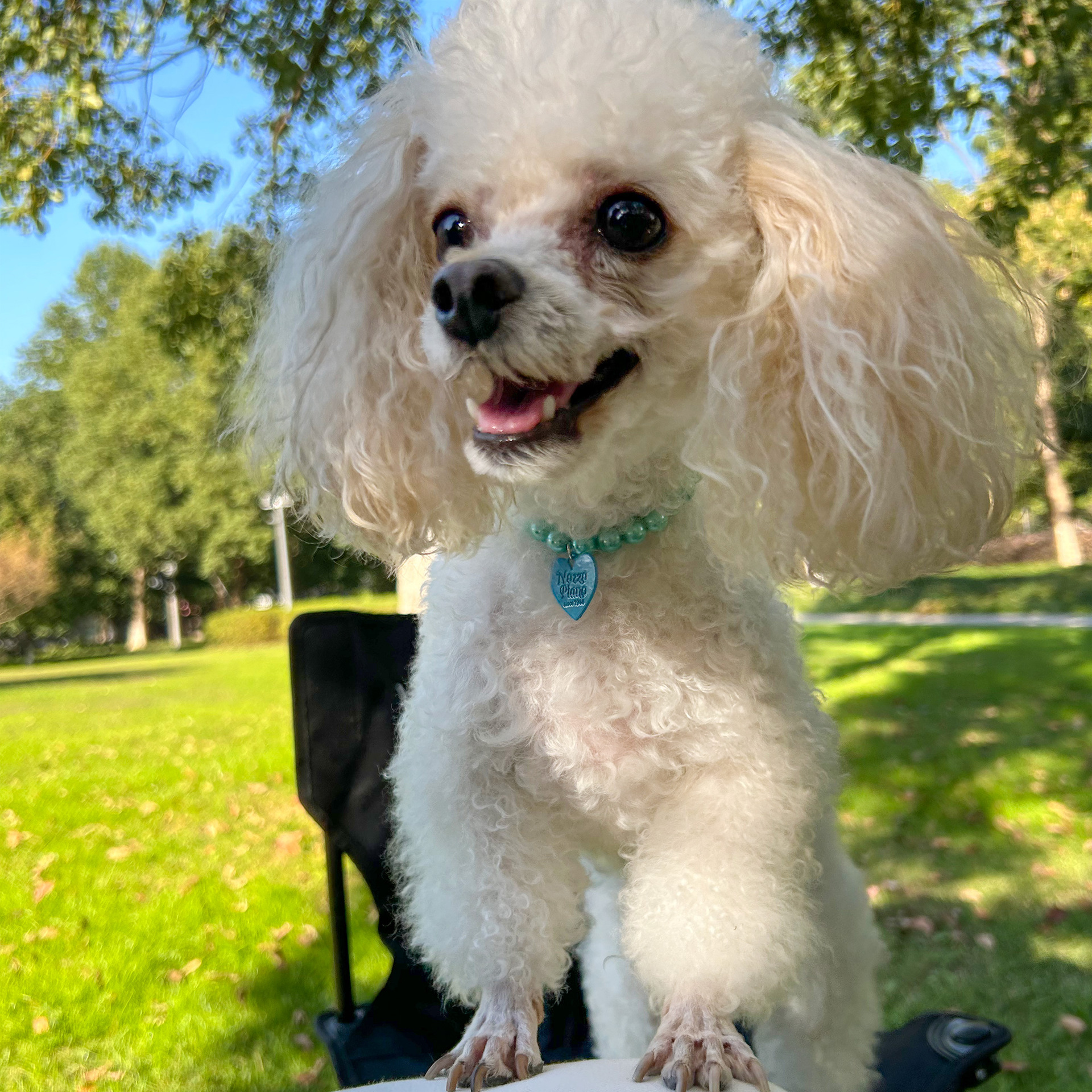 犬首輪 パール調ビーズハートチャーム付き犬首輪チェーン