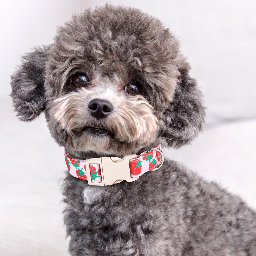 犬首輪 苺柄プラスチックバックル犬首輪小型犬用