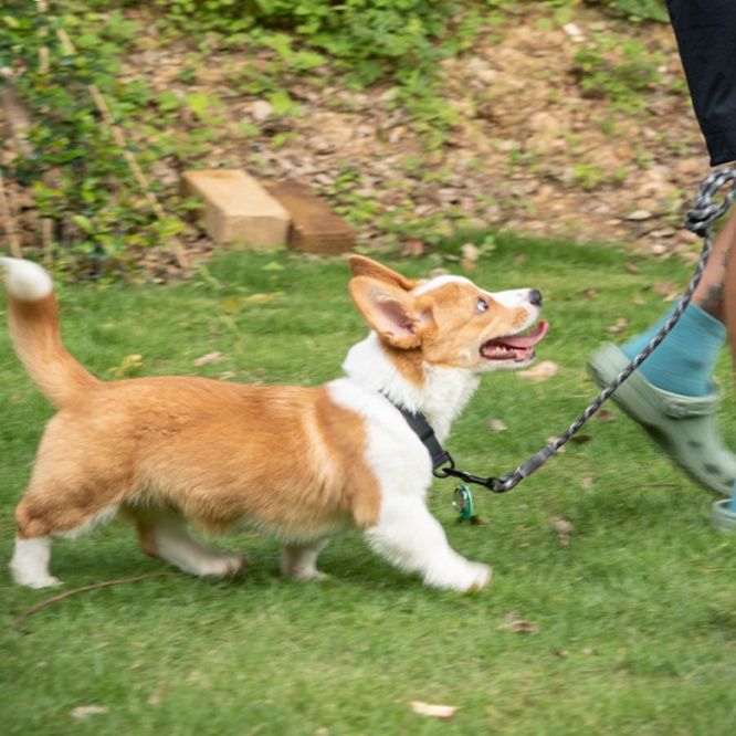 犬首輪 丈夫なナイロン製バックル式犬首輪とリードセット