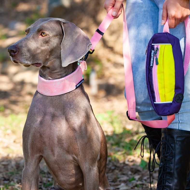 大型犬に可愛い首輪おすすめ5選！しっかりした作りで安全性も高くデザイン性にも優れている