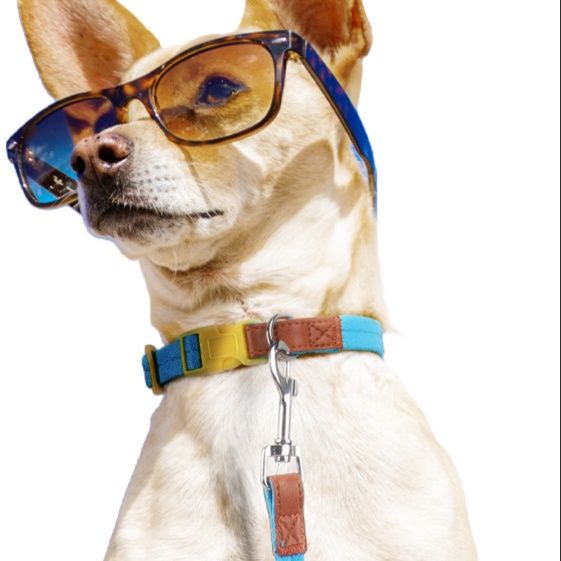 犬首輪 軽量防爆仕様の犬首輪とリードセット