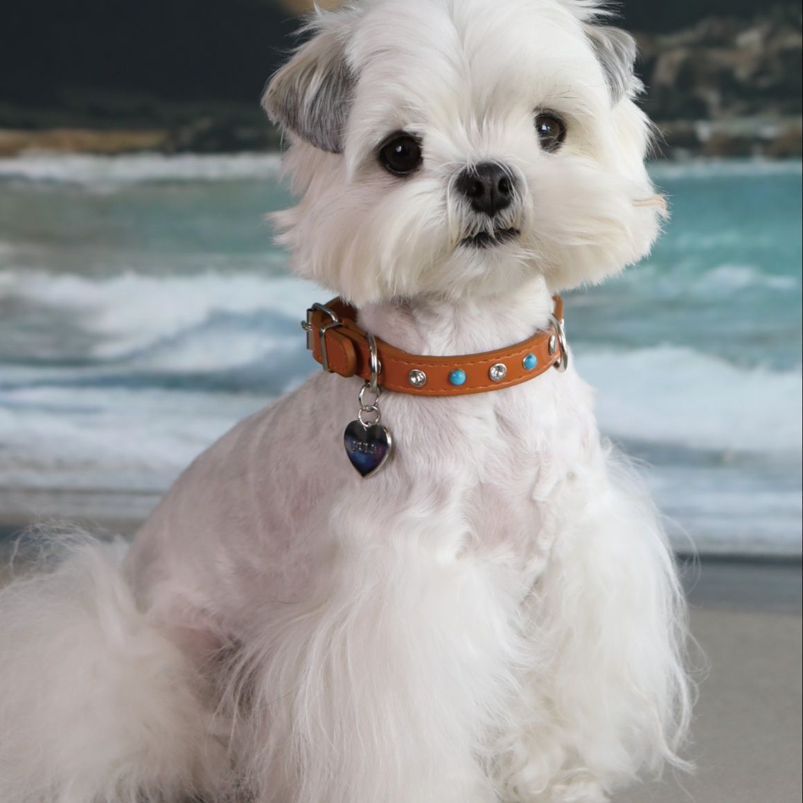 宝石飾り付き革の小型犬用首輪