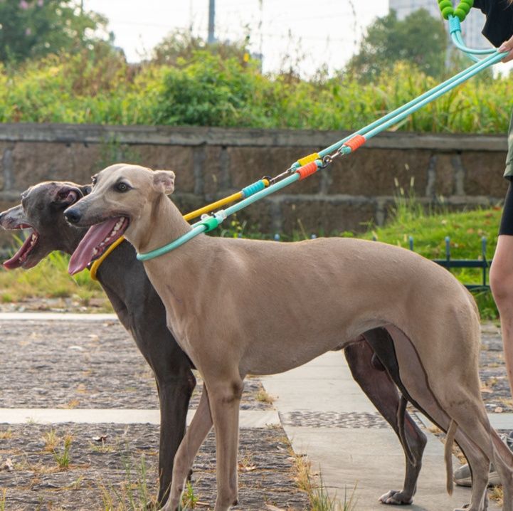 犬首輪 多頭引き対応編み込みロープ犬首輪とリードセット